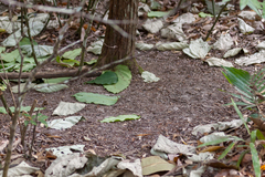 Scenopoeetes dentirostris