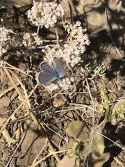 Euphilotes bernardino bernardino
