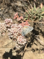 Euphilotes bernardino bernardino
