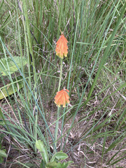 Kniphofia galpinii