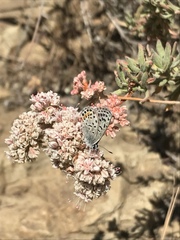 Euphilotes bernardino bernardino