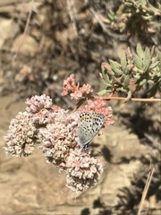 Euphilotes bernardino bernardino