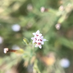 Stevia trifida