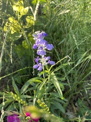 Salvia farinacea