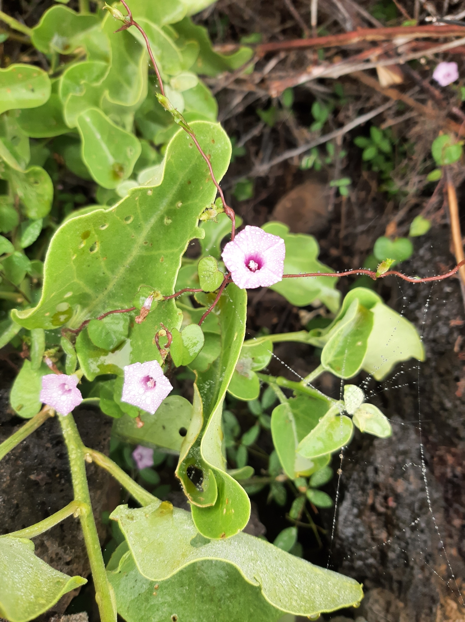 Ipomoea triloba image