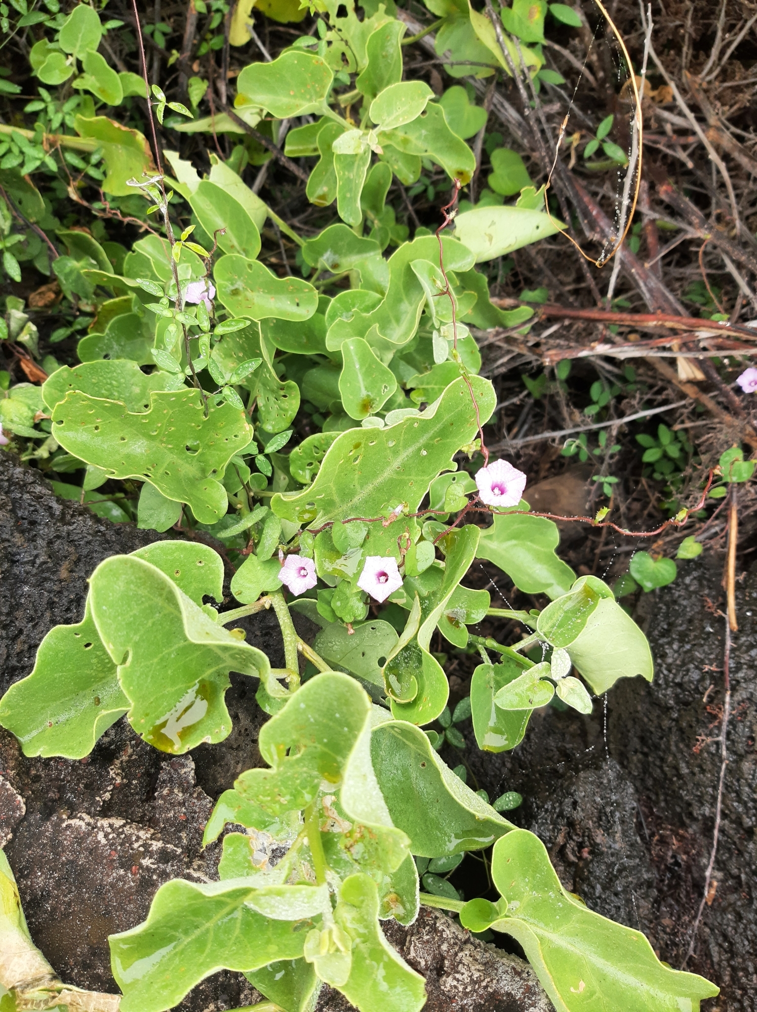 Ipomoea triloba image