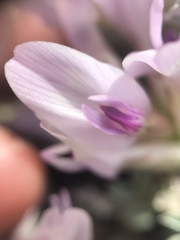 Astragalus castaneiformis