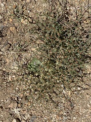 Eriogonum nidularium
