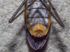 Leptocoris fuscus