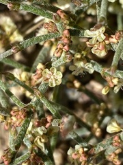 Eriogonum nidularium