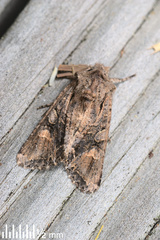 Ichneutica insignis