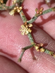 Eriogonum nidularium