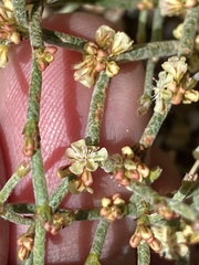 Eriogonum nidularium