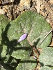 Eriogonum nidularium
