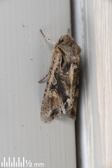 Ichneutica insignis