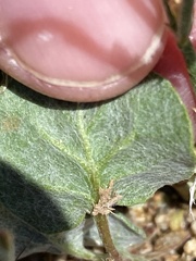 Eriogonum nidularium