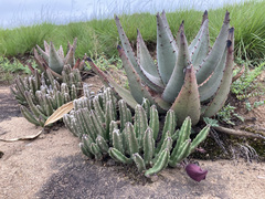 Stapelia leendertziae