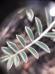 Astragalus castaneiformis