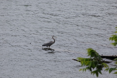 Ardea herodias