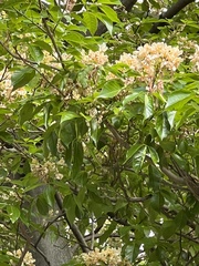 Crateva unilocularis