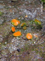 Cheilymenia coprinaria