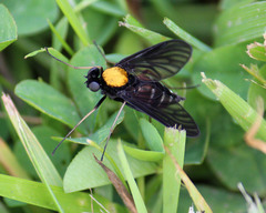 Chrysopilus thoracicus