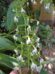 Epidendrum veroscriptum