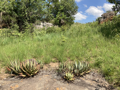 Aloe petricola