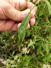 Alternanthera flavescens
