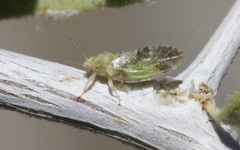 Bactericera lobata