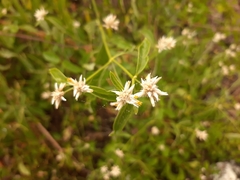Alternanthera flavescens