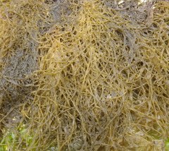 Gracilaria pacifica