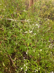 Alternanthera flavescens