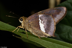 Aguna asander asander