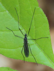 Gnophomyia