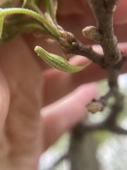 Callirhytis gallaestriatae