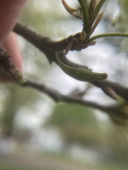 Callirhytis gallaestriatae