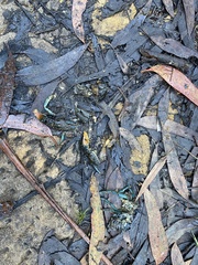 Euastacus australasiensis