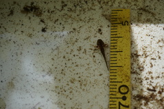 Ambystoma gracile