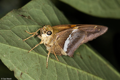 Aguna asander asander