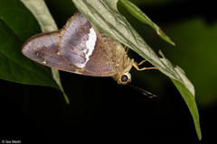 Aguna asander asander