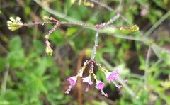 Cyphomeris gypsophiloides