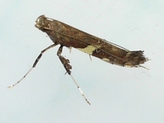 Caloptilia umbratella