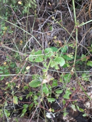 Cyphomeris gypsophiloides