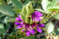 Hoita strobilina