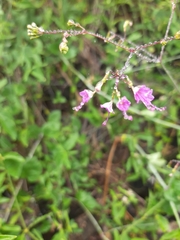 Cyphomeris gypsophiloides