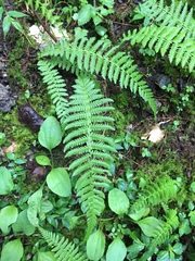Amauropelta beddomei
