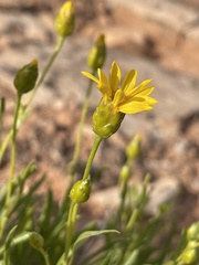 Stenotus armerioides
