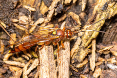 Ectopimorpha wilsoni