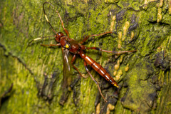 Ectopimorpha wilsoni